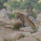  The Serengeti, TZ